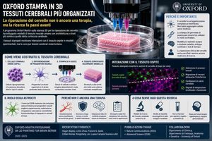 Oxford stampa in 3D tessuti cerebrali più organizzati, ma la riparazione del cervello non è ancora una terapia